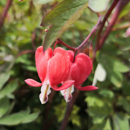 Dicentra spectabilis 'Valentine'